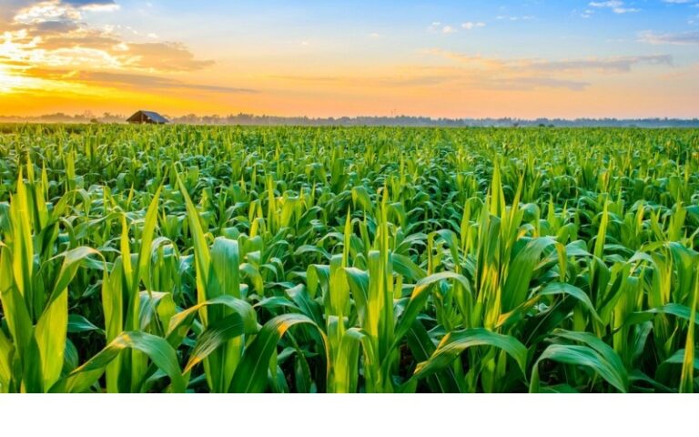 <strong>Togo : Croissance de la production céréalière et bonne santé économique pour les agriculteurs</strong>