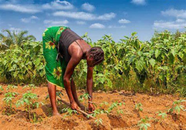 Togo : Des réformes foncières agricoles poussent à la création d’emplois