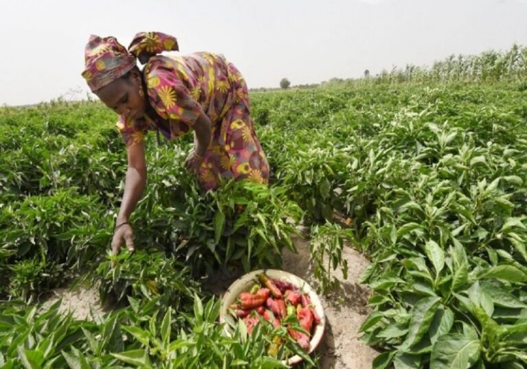 Togo : Une productivité agricole assurée par les femmes