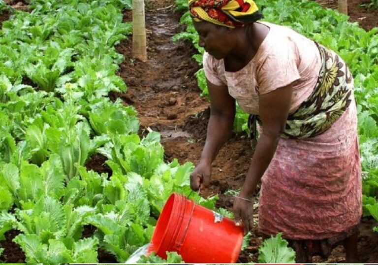 Togo : La  production de légumineuses prospère