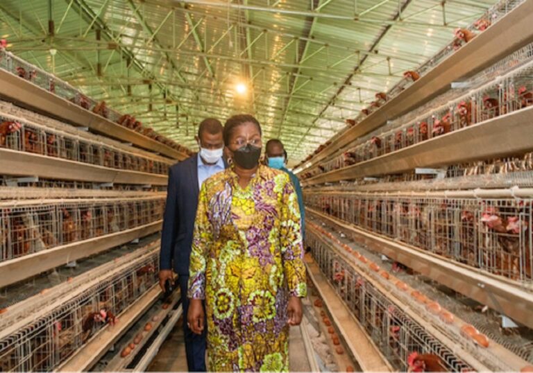 Agriculture : 1 500 fermes modèles mises en place pour les producteurs