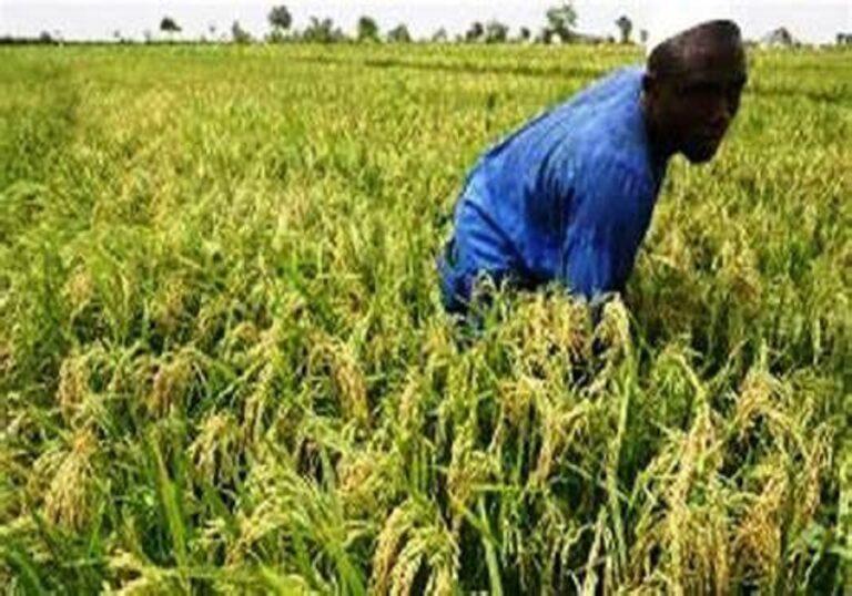 Togo : Le projet FSRP pour impulser la production du riz dans le Tône