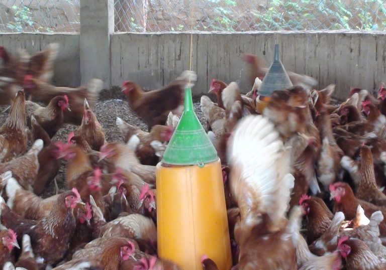 Un nouveau coup de pouce pour la filière avicole du Togo
