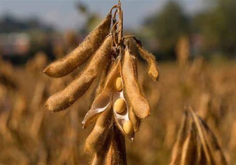 Togo : 190 milliards FCFA tout frais pour les filières soja et maïs