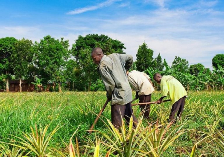 Les agriculteurs togolais couverts par un produit d’assurance