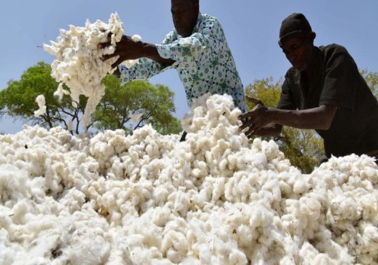 Togo : Des producteurs de coton propulsés par un vaste projet