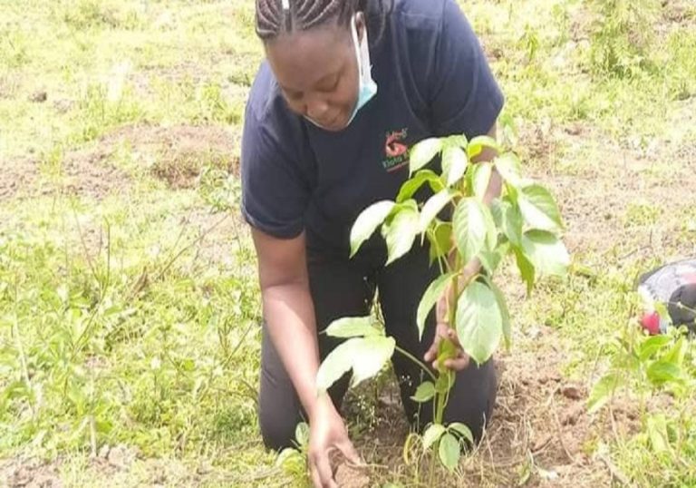 Togo : un record de 19,5 millions d’arbres plantés pour sauvegarder l’environnement