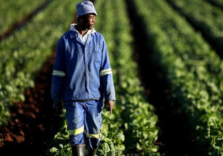 Togo : bilan d’une production vivrière en pleine expansion