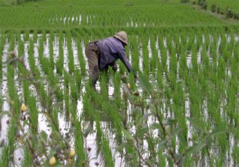 Togo : Un nouveau projet pour stimuler la filière du riz