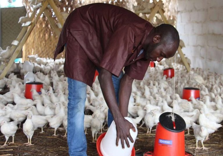 Togo : Le soutien de l’État aux éleveurs de volailles