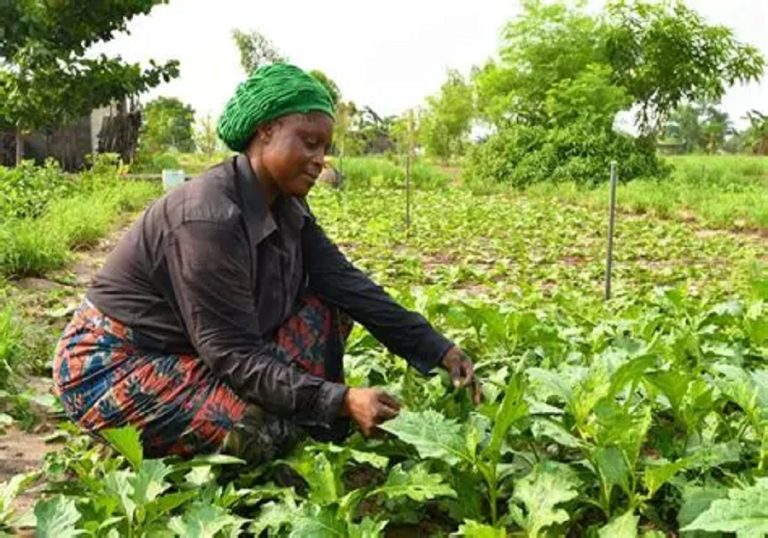 Agriculture au Togo: le soutien grandit pour les femmes rurales