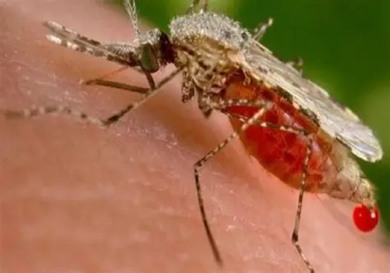 Paludisme : la gratuité du diagnostic et du traitement sauve des millions de vies