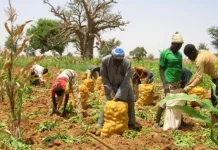 Sécurité alimentaire : Comment le Togo parvient-il à produire au delà des ses besoins